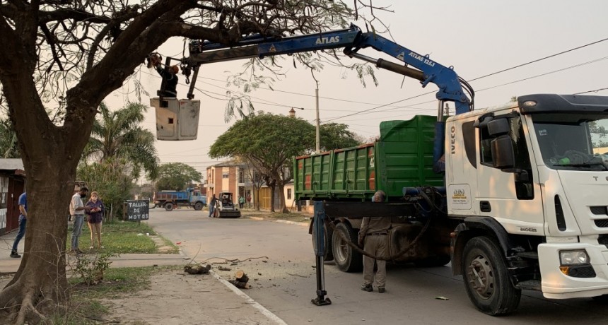RESISTENCIA AVANZÓ CON LA ÚLTIMA ETAPA DE PODA CONTROLADA EN VILLA SAN JUAN