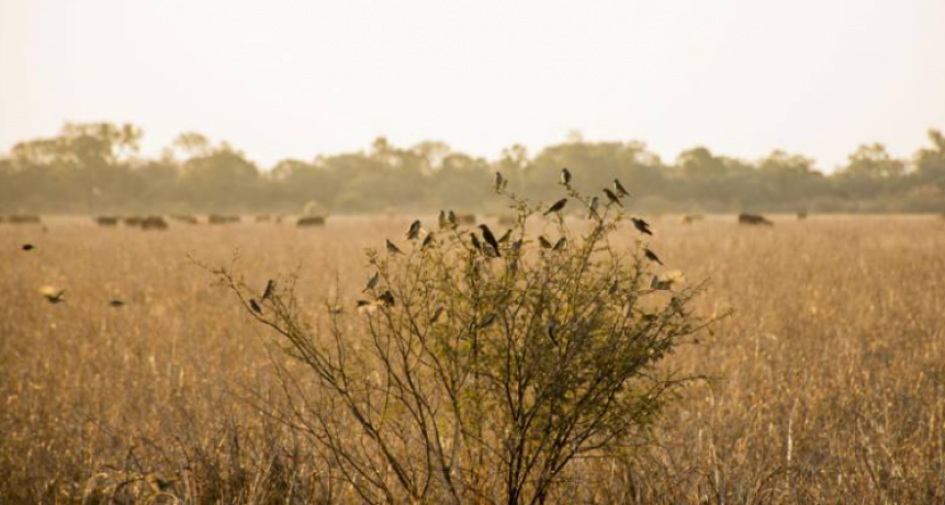 La sequía complica la situación en campos del oeste chaqueño