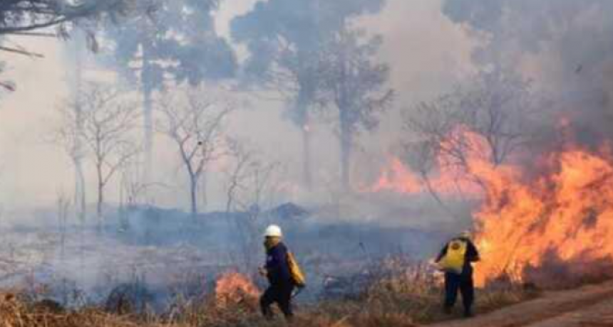 Misiones: intencionales incendios afectaron el Parque Provincial de la Araucaria
