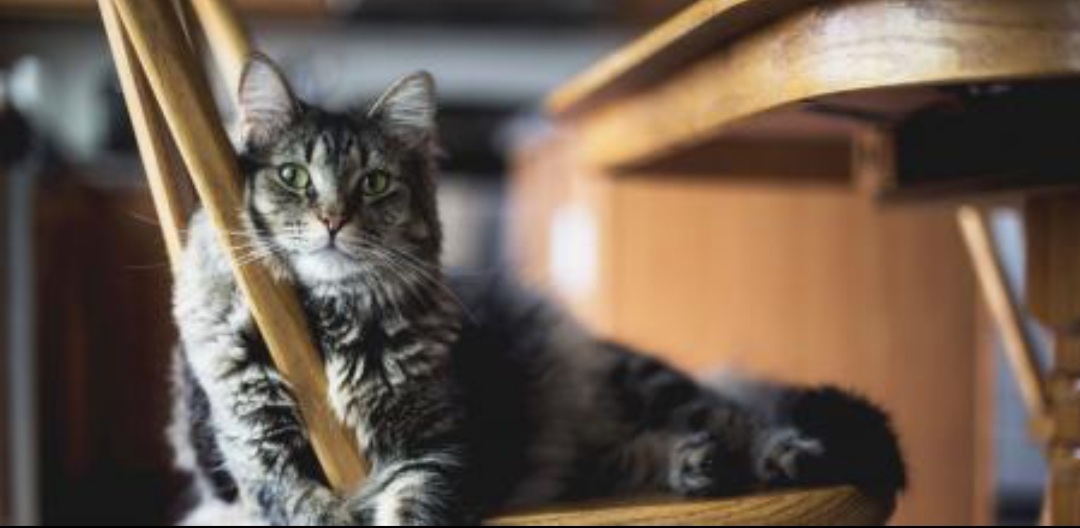 Los beneficios del ronroneo de los gatos para las personas