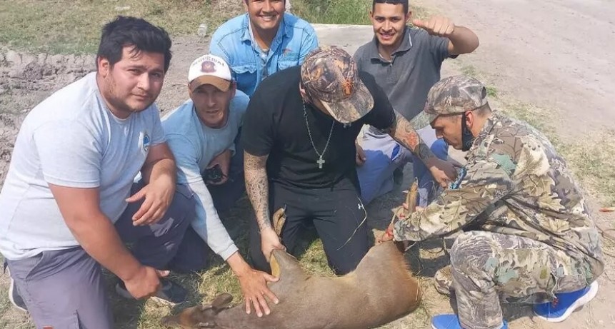 Un guazuncho huía de los desmontes e incendios cuando fue rescatado por vecinos