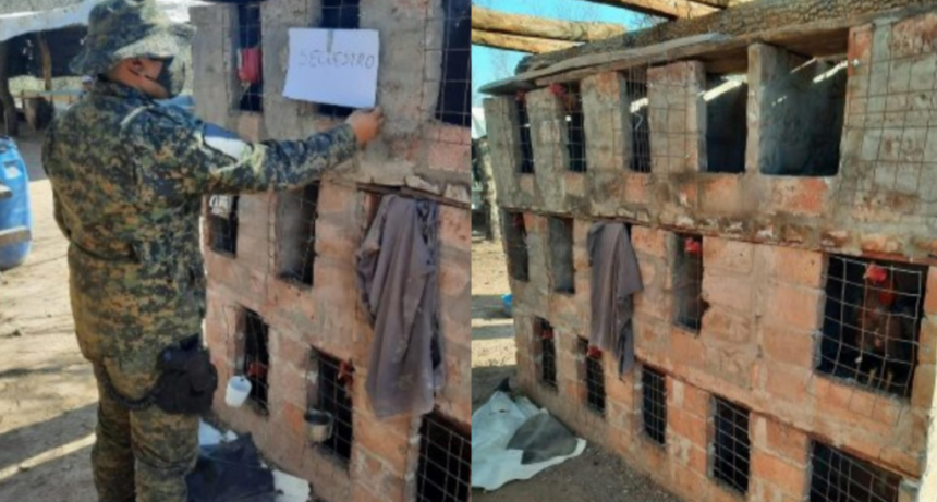 Organizaron una pelea de gallos, terminó con 26 personas demoradas