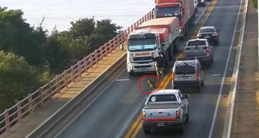 Un perro desorientado generó demoras en el puente Chaco-Corrientes