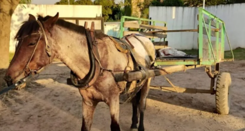 Hicieron participar de un robo a un nene de 8 años en Fontana: los ladrones se movilizaban en carro