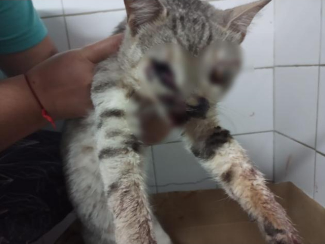 Crueldad animal en Resistencia: le arrancaron un ojo a un gato y lo golpearon salvajemente
