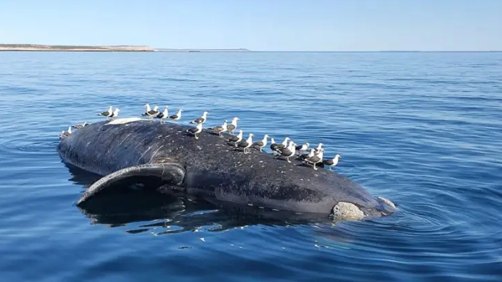 Chubut: aparecieron varias ballenas muertas en el Golfo Nuevo