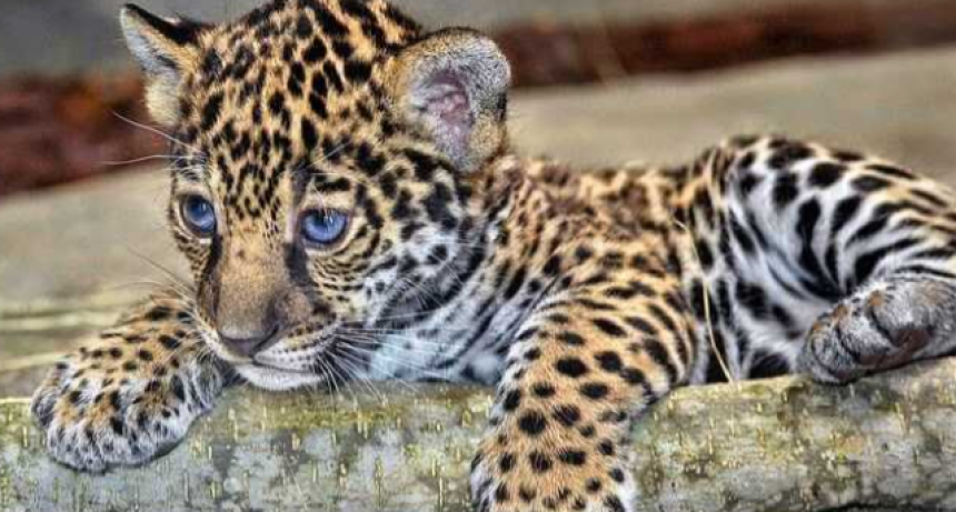 Nacieron dos yaguaretés silvestres en el Parque Nacional Iberá