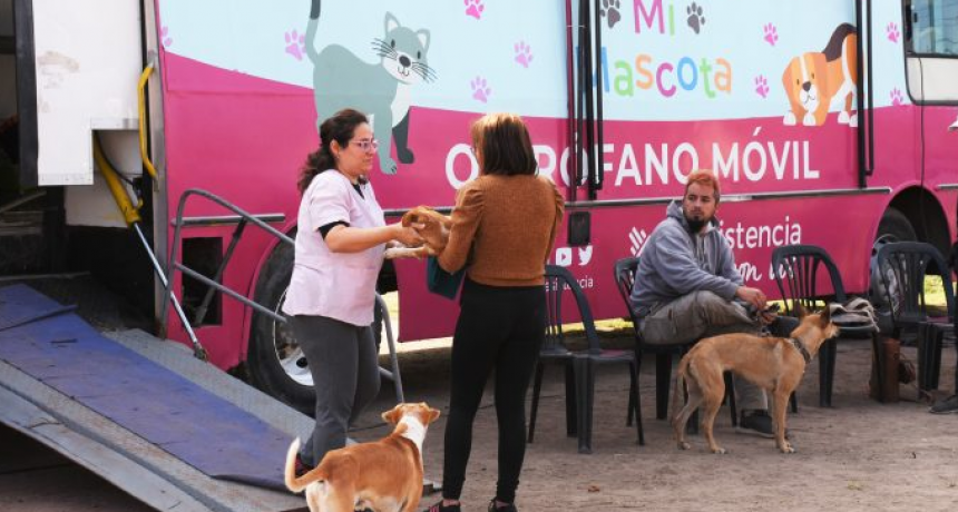 Realizarán castraciones gratuitas este jueves y viernes en el barrio Barberán