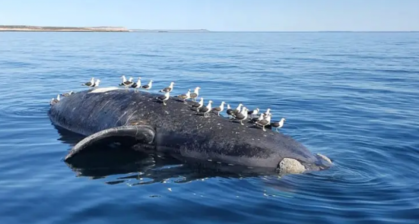 Chubut: aparecieron varias ballenas muertas en el Golfo Nuevo