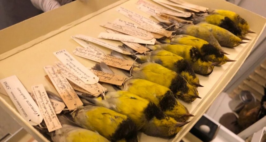 Estados Unidos declaró la extinción de 23 especies de animales