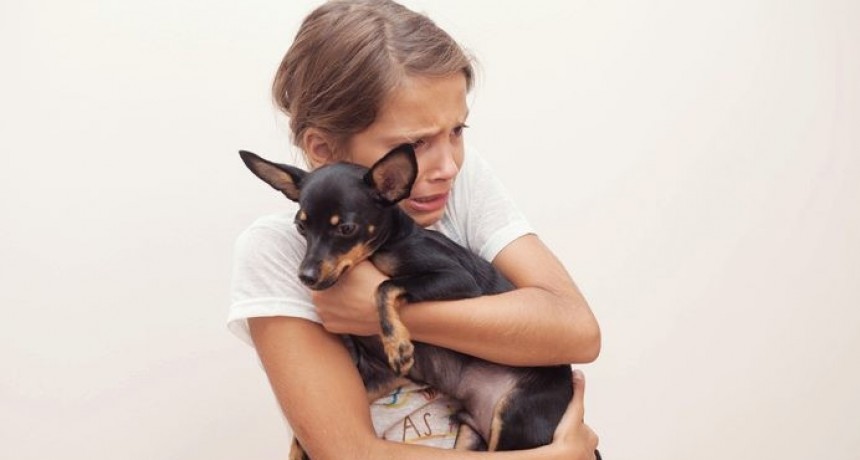 Convivir con animales mejora nuestra salud y bienestar