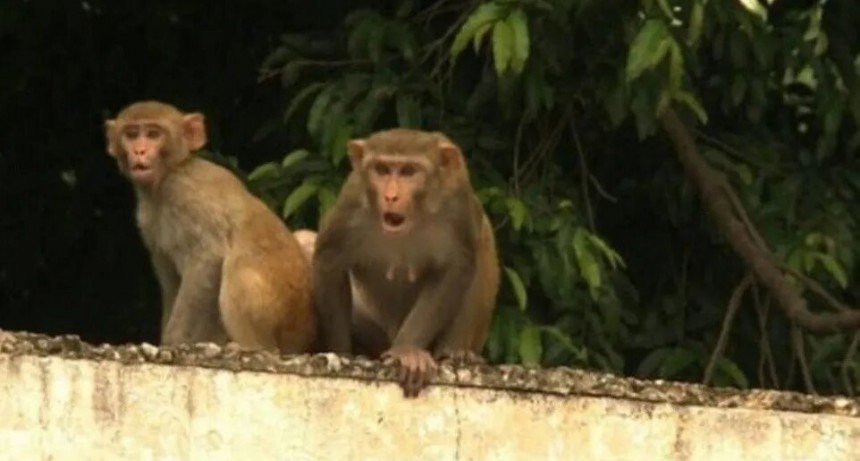 Increíble: mono mató a un hombre de un ladrillazo en la cabeza