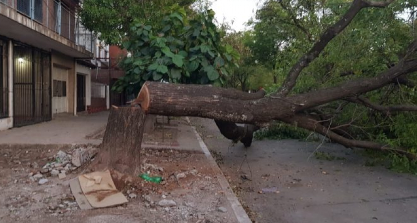 El municipio de Resistencia repudió los hechos de vandalismo ambiental sucedidos en avenida Laprida 640