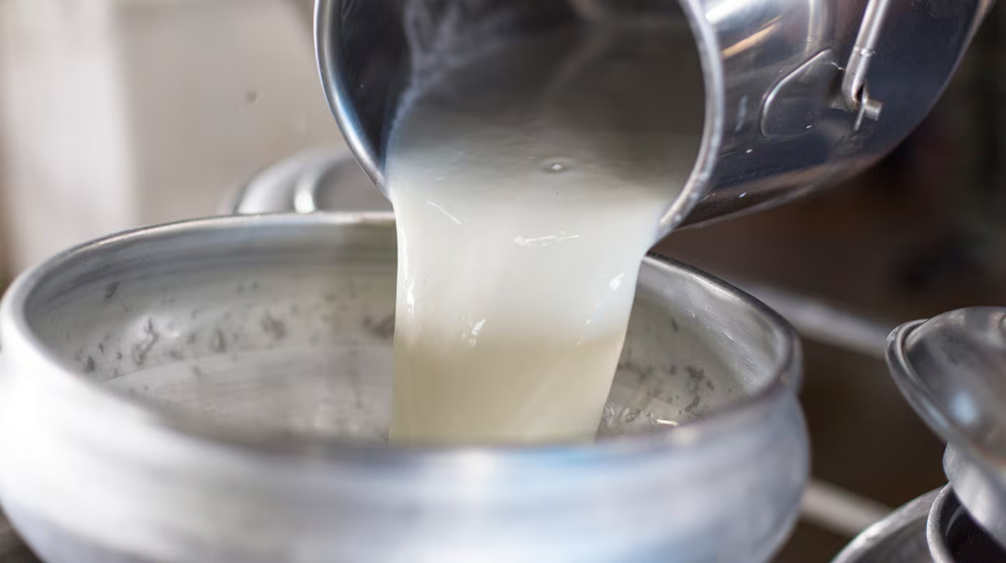Alerta en los tambos: el precio de la leche cayó a uno de los niveles reales más bajos de la década