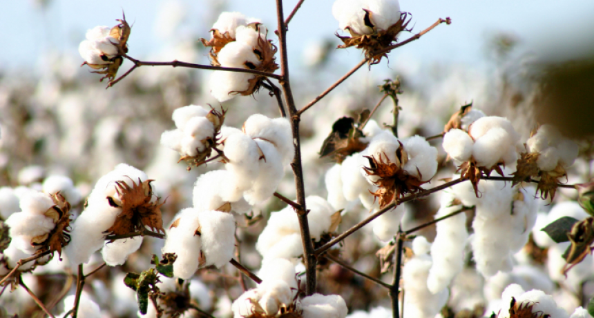 Este viernes y sábado, Sáenz Peña tendrá su encuentro por el algodón