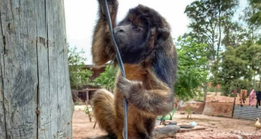 Tenía un carayá de mascota: fue rescatado por policías