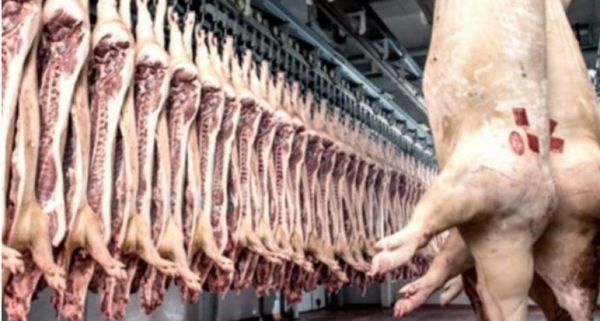 Por la Peste Porcina Africana declaran el Alerta Sanitario en todo el país