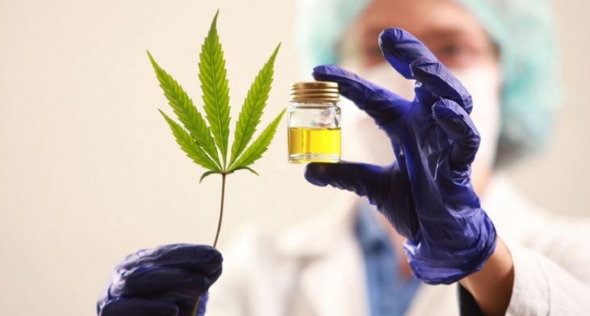La Anmat aprobó el uso de aceite de cannabis 
