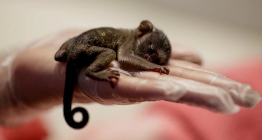 Por qué los seres humanos no tienen cola