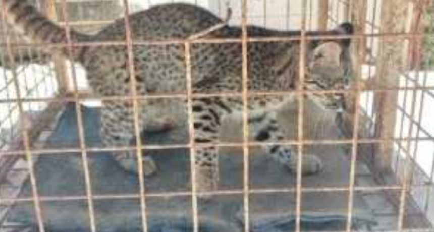 Rescatan a un gato montés en cautiverio