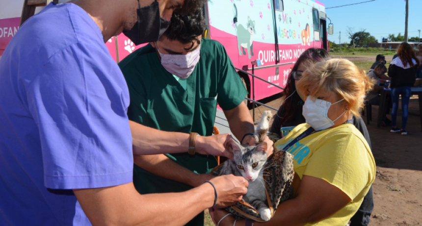 Resistencia: comenzó la castración gratuita de perros y gatos en el barrio El Timbó
