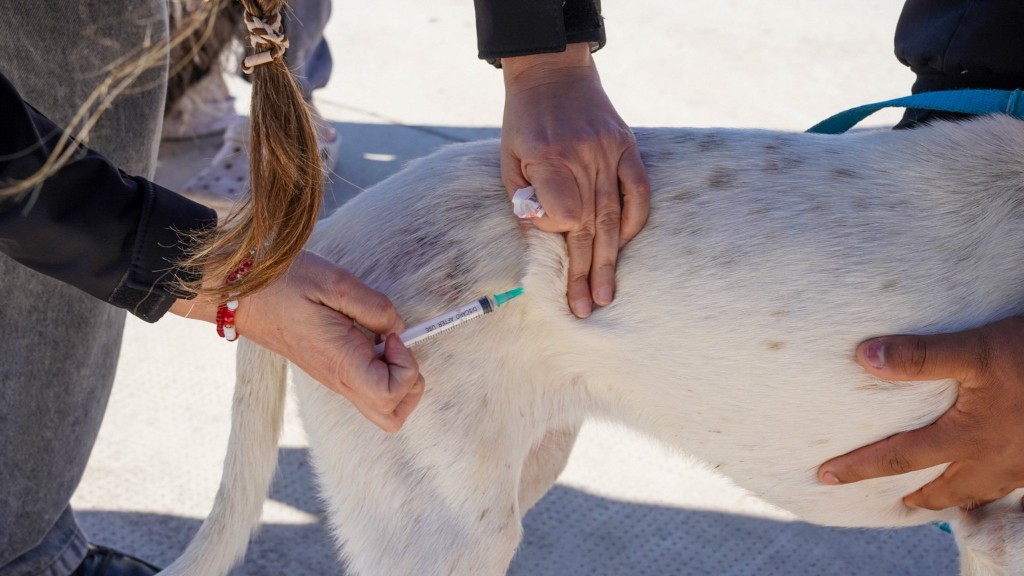 𝐍𝐮𝐞𝐬𝐭𝐫𝐚 𝐠𝐞𝐬𝐭𝐢𝐨́𝐧 𝐭𝐚𝐦𝐛𝐢𝐞́𝐧 𝐜𝐮𝐢𝐝𝐚 𝐚 𝐥𝐚𝐬 𝐦𝐚𝐬𝐜𝐨𝐭𝐚𝐬