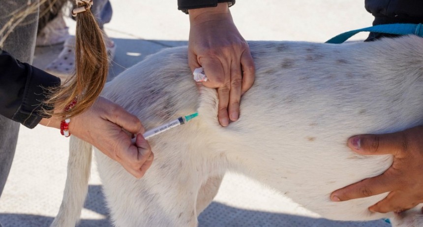 𝐍𝐮𝐞𝐬𝐭𝐫𝐚 𝐠𝐞𝐬𝐭𝐢𝐨́𝐧 𝐭𝐚𝐦𝐛𝐢𝐞́𝐧 𝐜𝐮𝐢𝐝𝐚 𝐚 𝐥𝐚𝐬 𝐦𝐚𝐬𝐜𝐨𝐭𝐚𝐬