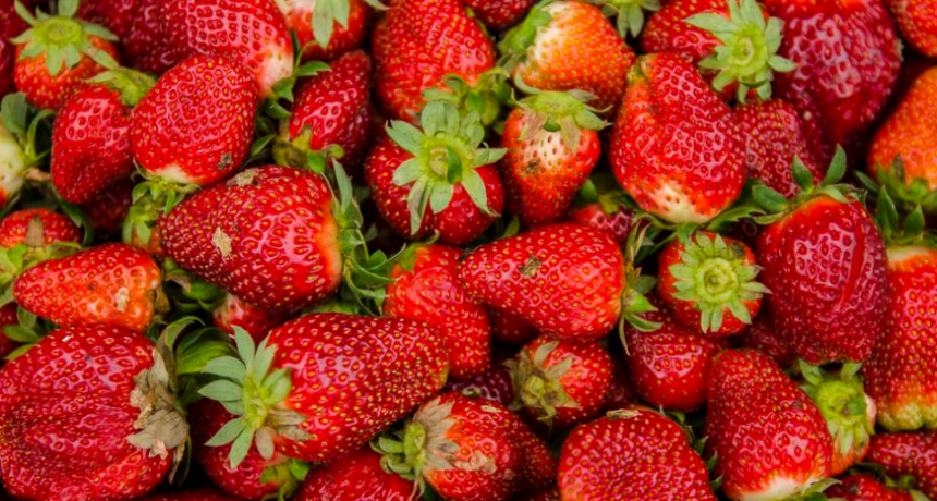 La frutilla gana terreno y se consolida en el Chaco