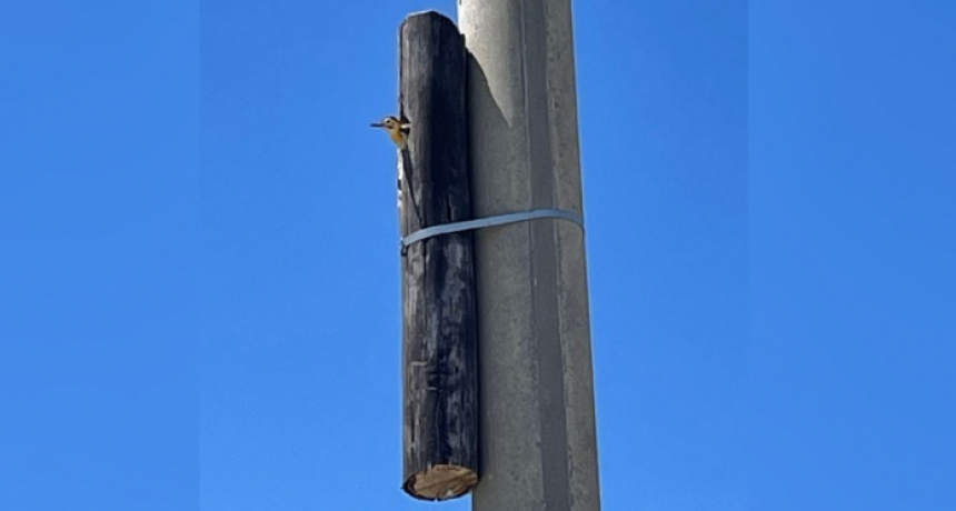 Ingeniosa medida para salvar los nidos de pájaros carpintero en una localidad cordobesa