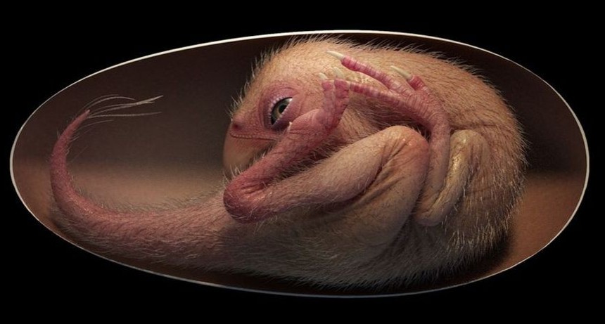 Por qué el descubrimiento del embrión de dinosaurio es tan importante para la ciencia